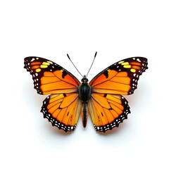 Fototapeta premium butterfly on white background