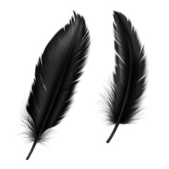 Two black feathers are shown side by side