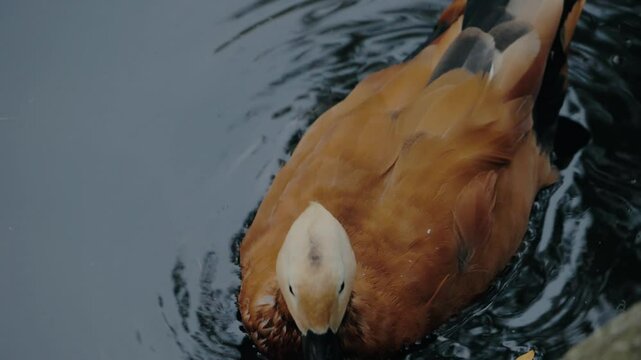 Ruddy shelduck swimming in dark water. Close-up shot of a duck with a cream head and a dark bill, brown-orange feathers. Ripples in dark water with autumn leaves. nature footage of a wild duck.