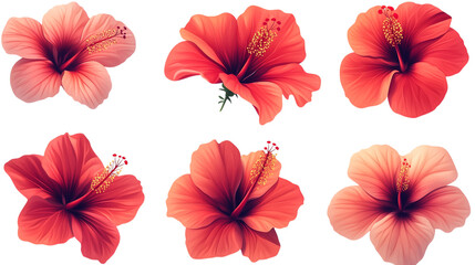 Obraz premium A set of bright red hibiscus flowers isolated on a transparent background