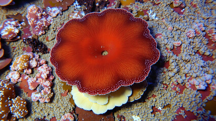 Fototapeta premium Marine life with coral