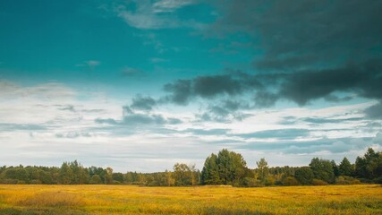Field change colors during season transition from summer to autumn. Green Tree And Grass Turn Yellow. Season Change Time Lapse Concept. Season Transition Forest field From Summer Green To Autumn
