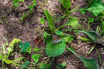 緑の葉の上に休む蝶