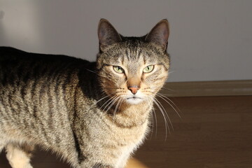 Closeup tabby cat's face, green eye in sharp focus, fur patterns visible warm light soft whiskers gaze, natural texture, relaxed lifestyle home, calm domestic pet, wildlife animal indoors, sunny fur