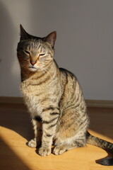 Closeup tabby cat's face, green eye in sharp focus, fur patterns visible warm light soft whiskers gaze, natural texture, relaxed lifestyle home, calm domestic pet, wildlife animal indoors, sunny fur