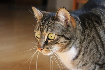 Closeup tabby cat's face, green eye in sharp focus, fur patterns visible warm light soft whiskers gaze, natural texture, relaxed lifestyle home, calm domestic pet, wildlife animal indoors, sunny fur