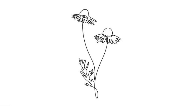 Animated chamomile flowers line art drawing motion graphics. 