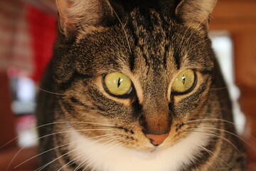 Two tabby cats indoors, one sleeping on floor, sitting, both in warm sunlight, soft shadows on wall, wooden floor, relaxed atmosphere, natural fur patterns cozy.