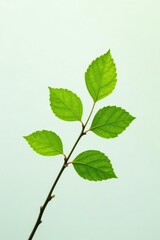 Fototapeta premium Delicate branch with leaves against white background, greenery, nature, tree