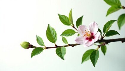 Fototapeta premium Delicate branch with leaves isolated on white background, flower, tree, isolation
