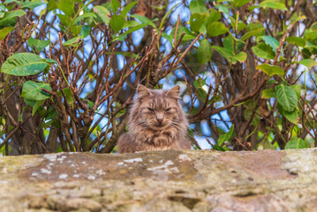 fluffy cat shot outside in garden