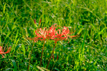 緑の草原に咲く赤い彼岸花