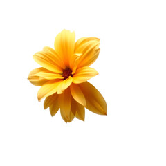 Obraz premium yellow daisy flower isolated on transparent background. Generated Ai