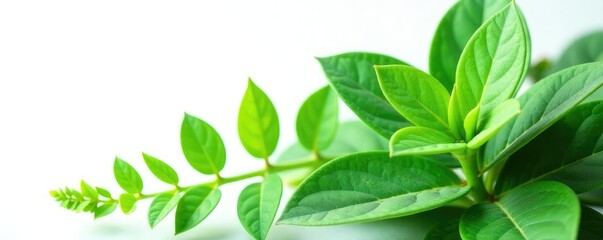 Obraz premium Green plant isolated on white background with intricate details, greenery, plants, botanical