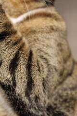 Closeup tabby cat's face, green eye in sharp focus, fur patterns visible warm light soft whiskers...