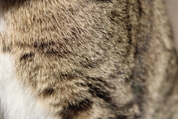 Closeup tabby cat's face, green eye in sharp focus, fur patterns visible warm light soft whiskers...