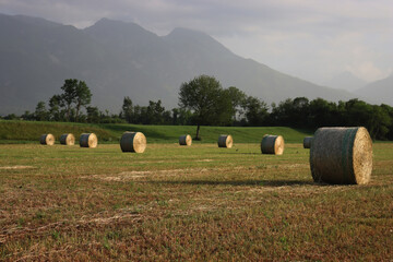 Dry hay bales in the meadow against mountains background. Alfalfa field harvested on summer in...