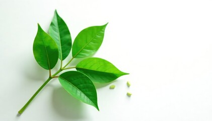 Obraz premium Leafy green foliage isolated on white background with a few scattered leaves and stems, stem, plant, nature