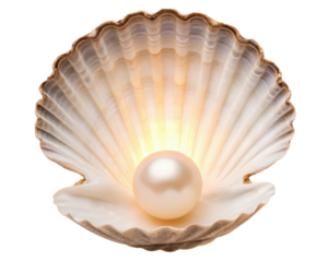 Pearl in an open seashell on a transparent background
