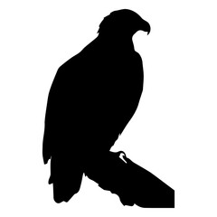 Fototapeta premium Majestic Silhouette of an Eagle: A stark black silhouette of an eagle perches majestically, its sharp profile conveying power and freedom.