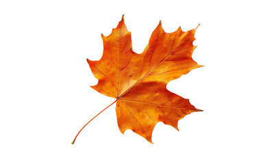 Vibrant Autumn Leaf: A close-up captures a single maple leaf, displaying fiery shades of orange, red, and yellow, perfectly showcasing the beauty of the fall season.