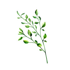 Fresh green oregano herb. Watercolor hand drawn spice marjoram branch isolated on transparent background. illustration. For designers, menu, decoration, food blog, ecofriendly branding. Healthy