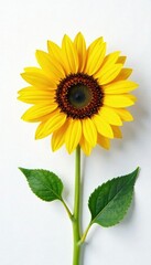 Obraz premium Single bright sunflower blooms on a pure white canvas, sunflowers, large flowers