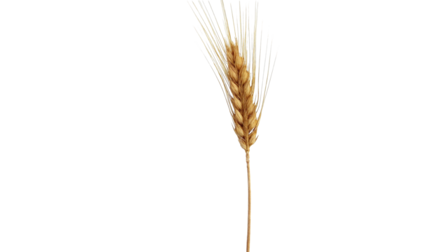 Single Stalk of Wheat Isolated on Transparent Background for Agricultural and Culinary Use
