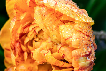 Selective focus of raindrops on petals of yellow terry tulip flower macro. Floral romantic spring...