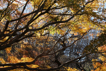 Yellow and orange leaves in winter. Tree branches with colorful foliage in natural forest background.