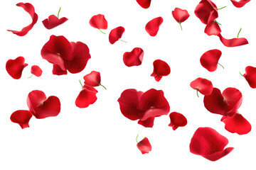 red rose flowers petals on transparent background