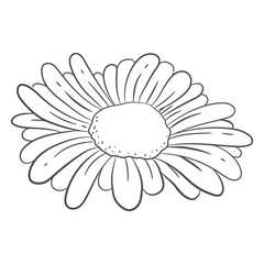 Daisy Contour: A minimalist illustration of a beautiful daisy, perfect for coloring pages or adding a touch of floral simplicity to any design.