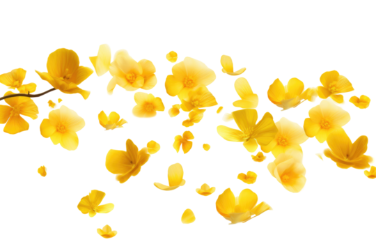 vibrant yellow flowers petals on transparent background