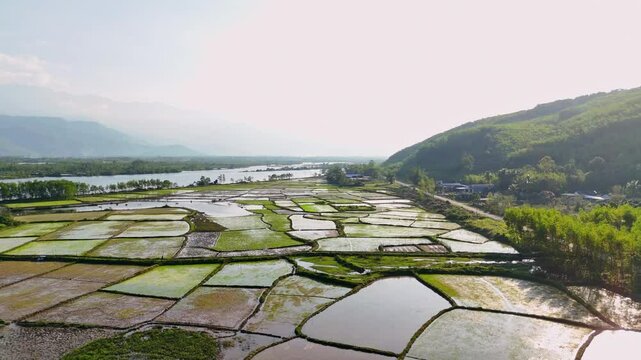 Flying over rice fields, Hoi An, Vietnam - dolly shot - (4K)