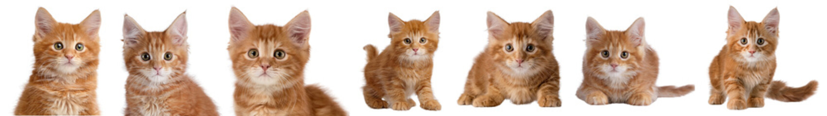 Obraz premium A row of playful orange kittens displaying adorable expressions and poses.