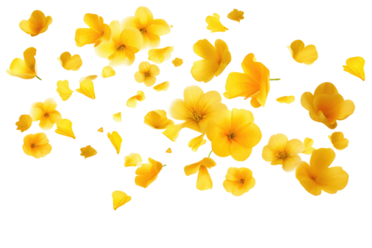 vibrant yellow flowers petals on transparent background