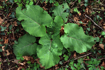 Arctium lappa. Young green burdock leaves in the italian countryside on summer
