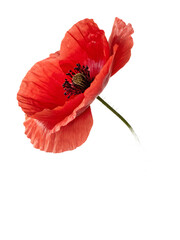 Vibrant red poppy flower with delicate petals, perfect for botanical designs and nature-themed projects. PNG transparent background. AI Generated 