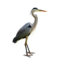 Obraz premium Low angle view of egret perching on branch against clear sky,Camargue,France
