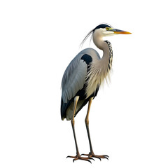 Fototapeta premium Low angle view of egret perching on branch against clear sky,Camargue,France