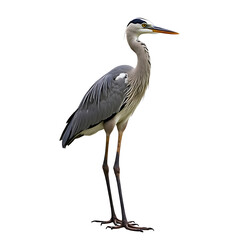 Obraz premium Low angle view of egret perching on branch against clear sky,Camargue,France