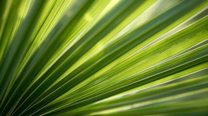 Obraz premium Lush green palm leaves with soft sunlight