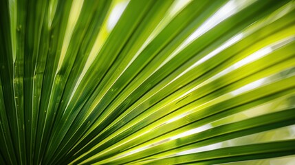 Obraz premium Close-up of vibrant green palm leaves