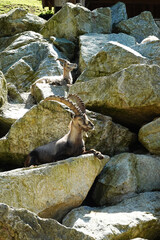 A male ibex in Sankt Leonhard Goat centre, Pitztal valley, Austria	

