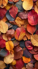 Fototapeta premium Colorful autumn leaves in varied shades and textures