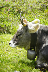 A cow in Pitztal valley, Austria