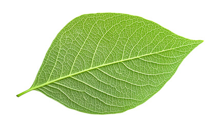 Obraz premium Green leaf on a white. AI Generated Images