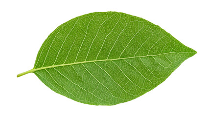 Fototapeta premium Green leaf on a white. AI Generated Images