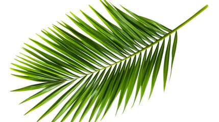 Tropical lush green leaf of palm tree isolated on white background. AI Generated Images