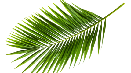 Tropical lush green leaf of palm tree isolated on white background. AI Generated Images